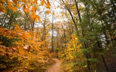 Scavenging for All Things Fall!